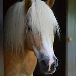 Kuenstlerstubn Daire *