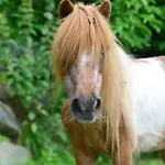 Kuenstlerstubn Daire