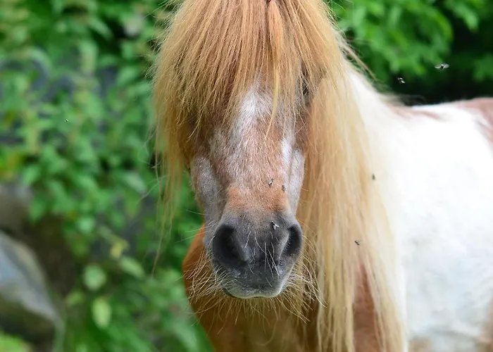 Kuenstlerstubn Appartement